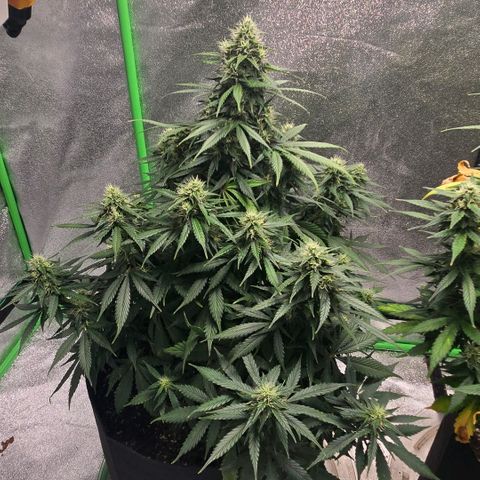memberberries growlog timeline photo