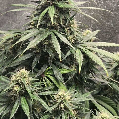 memberberries growlog timeline photo