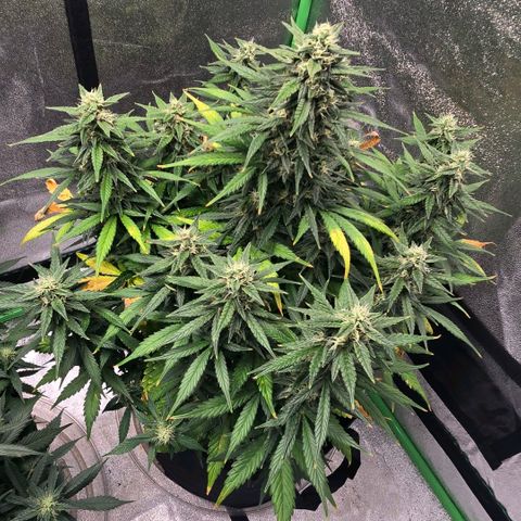 BRUCE BANNER growlog timeline photo