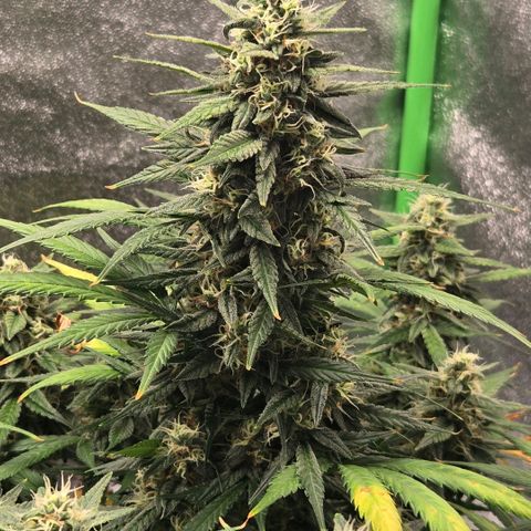 BRUCE BANNER growlog timeline photo