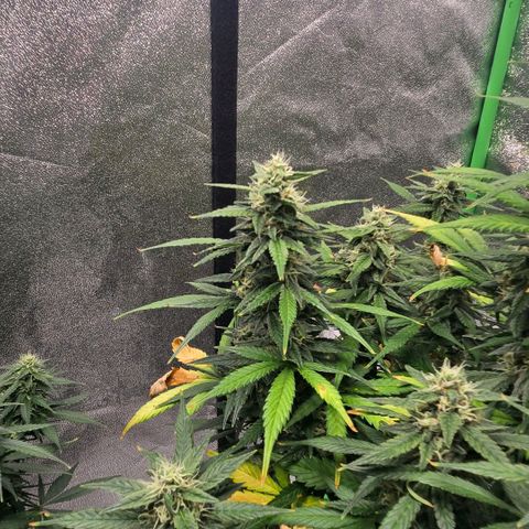 BRUCE BANNER growlog timeline photo