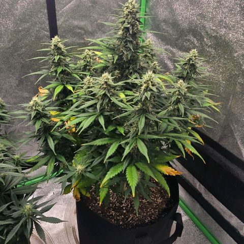 BRUCE BANNER growlog timeline photo