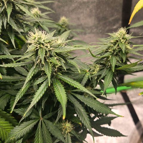 memberberries growlog timeline photo