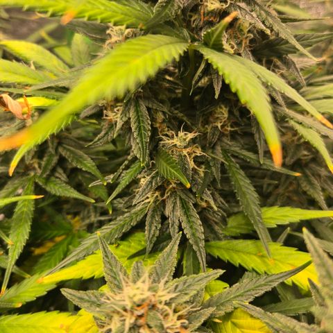 BRUCE BANNER growlog timeline photo
