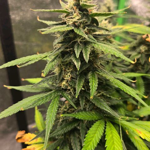 BRUCE BANNER growlog timeline photo