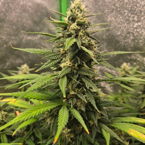 BRUCE BANNER growlog timeline photo
