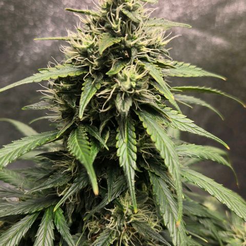 memberberries growlog timeline photo