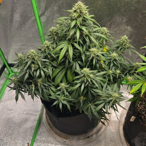 memberberries growlog timeline photo