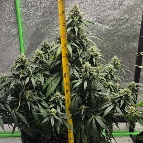 memberberries growlog timeline photo