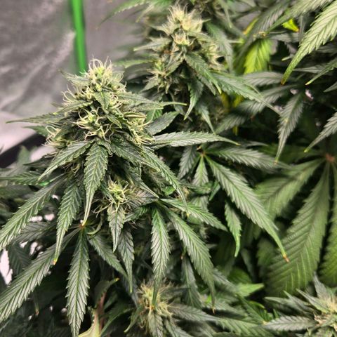 memberberries growlog timeline photo