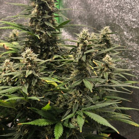 BRUCE BANNER growlog timeline photo