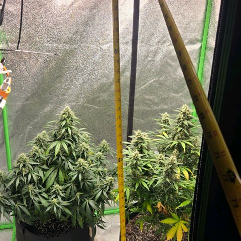 BRUCE BANNER growlog timeline photo