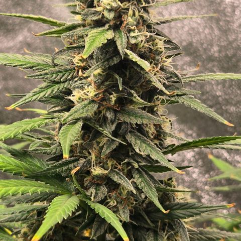BRUCE BANNER growlog timeline photo