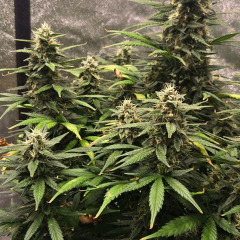 BRUCE BANNER growlog timeline photo