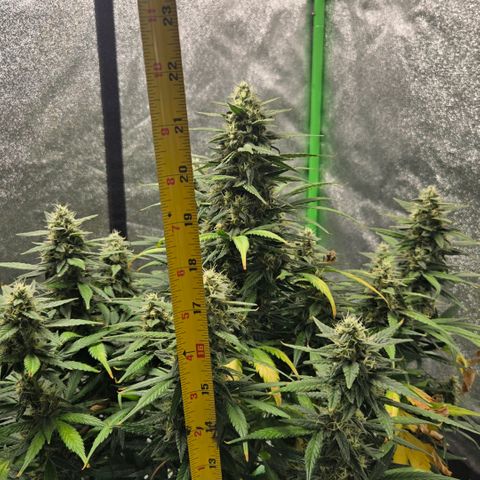 BRUCE BANNER growlog timeline photo