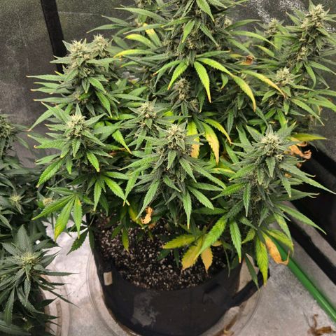 BRUCE BANNER growlog timeline photo
