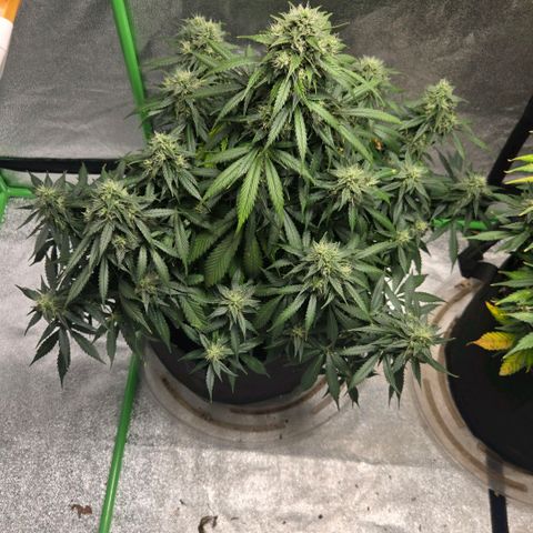 memberberries growlog timeline photo