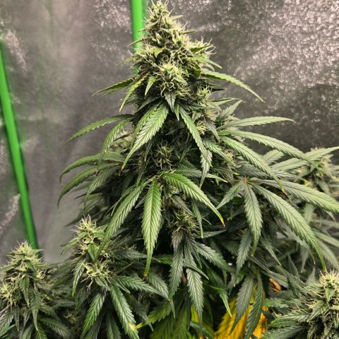 memberberries growlog timeline photo