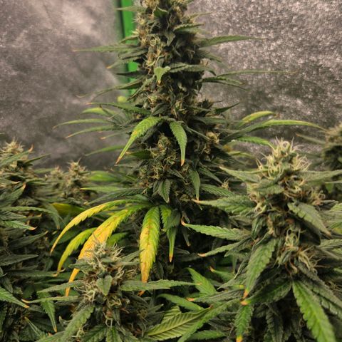 BRUCE BANNER growlog timeline photo