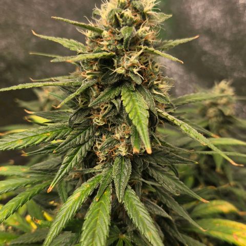 BRUCE BANNER growlog timeline photo