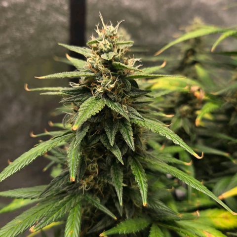 BRUCE BANNER growlog timeline photo