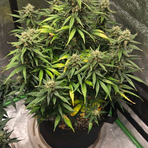 BRUCE BANNER growlog timeline photo