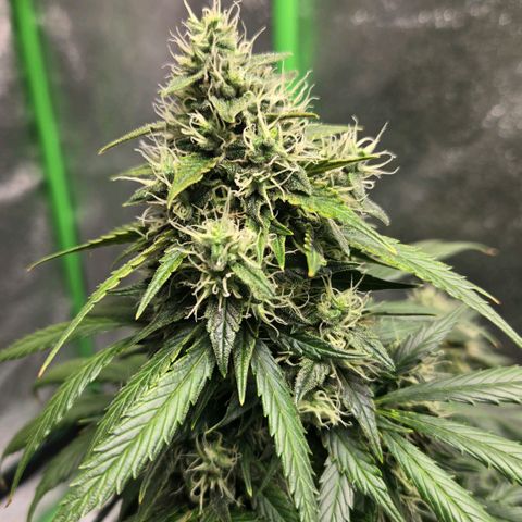 memberberries growlog timeline photo