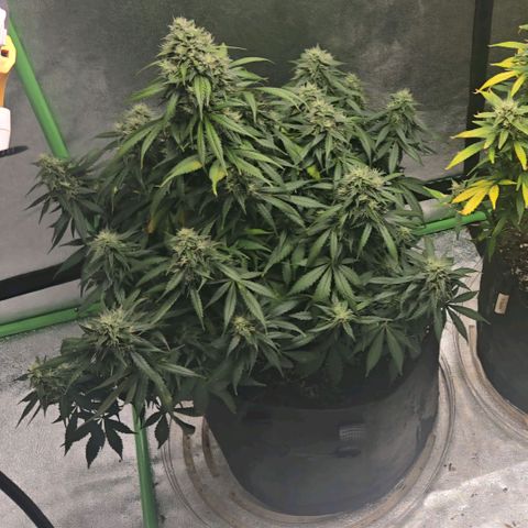 memberberries growlog timeline photo
