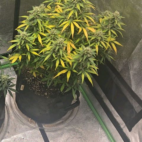 BRUCE BANNER growlog timeline photo