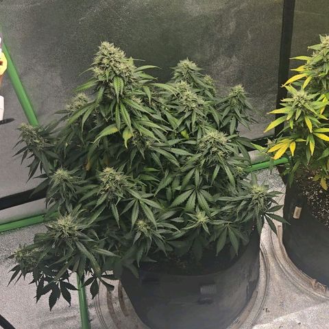 memberberries growlog timeline photo