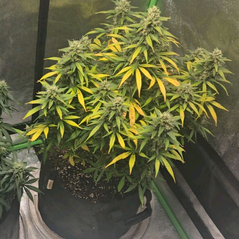 BRUCE BANNER growlog timeline photo