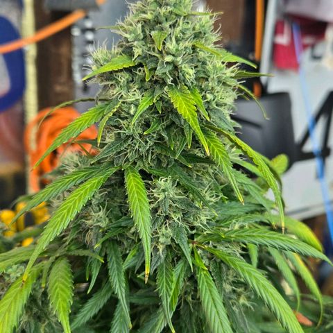 memberberries growlog timeline photo