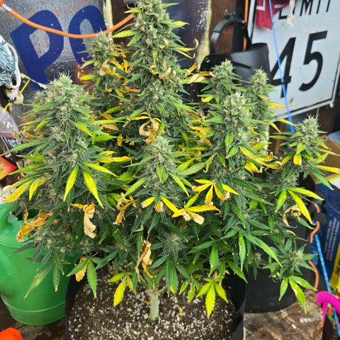 BRUCE BANNER growlog timeline photo