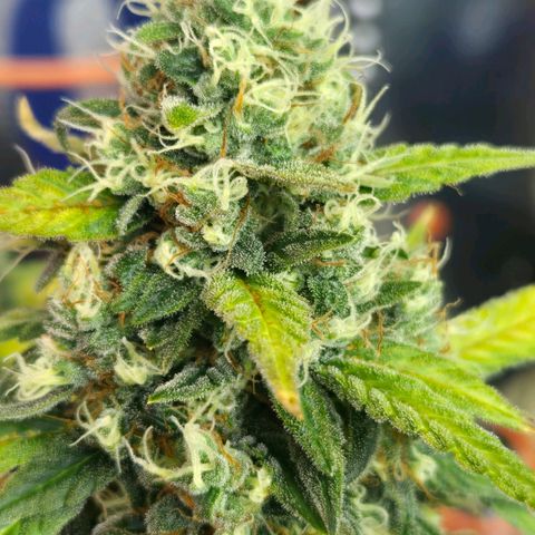 BRUCE BANNER growlog timeline photo
