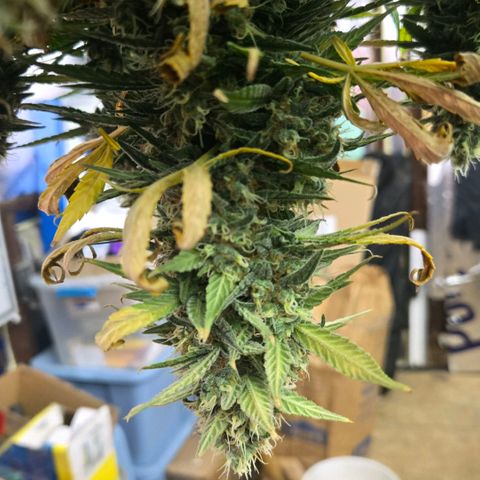 BRUCE BANNER growlog timeline photo