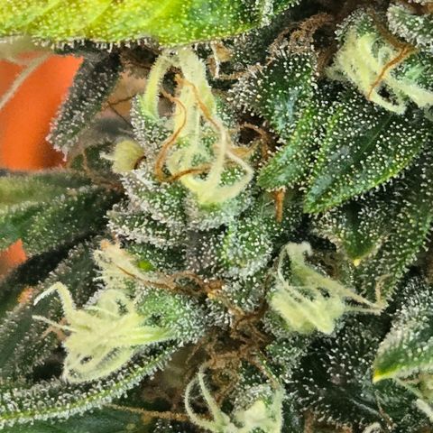BRUCE BANNER growlog timeline photo