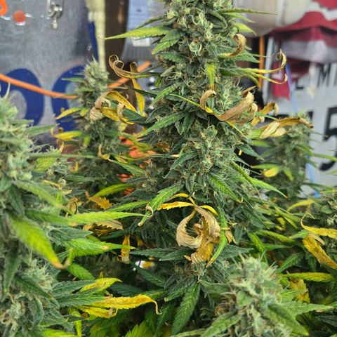 BRUCE BANNER growlog timeline photo