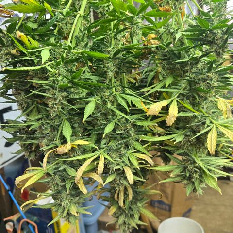 BRUCE BANNER growlog timeline photo