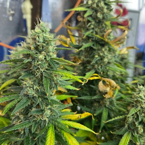 BRUCE BANNER growlog timeline photo