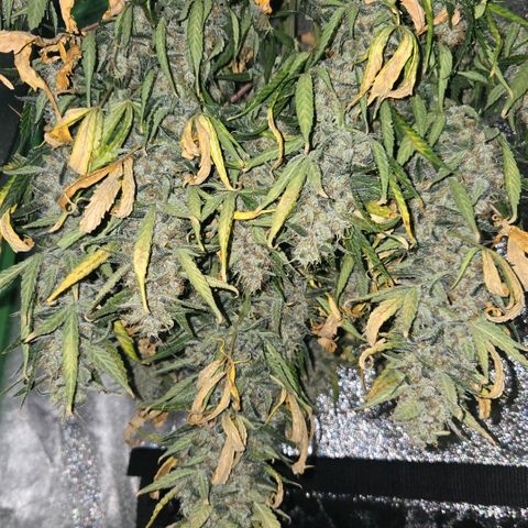 BRUCE BANNER growlog timeline photo