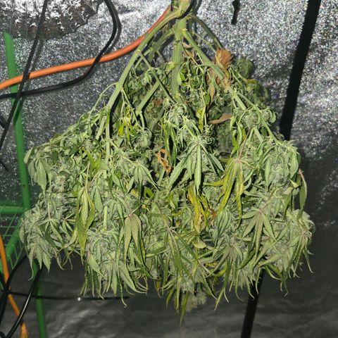 memberberries growlog timeline photo