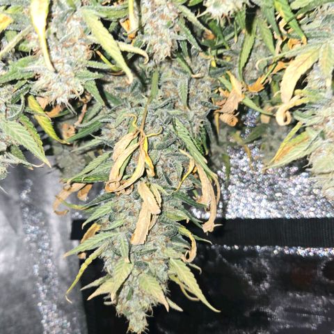 BRUCE BANNER growlog timeline photo