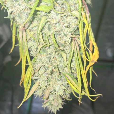 memberberries growlog timeline photo