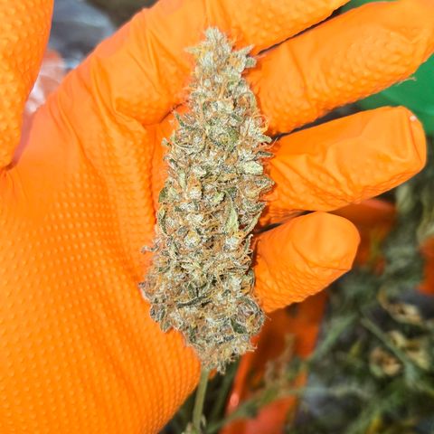 BRUCE BANNER growlog timeline photo