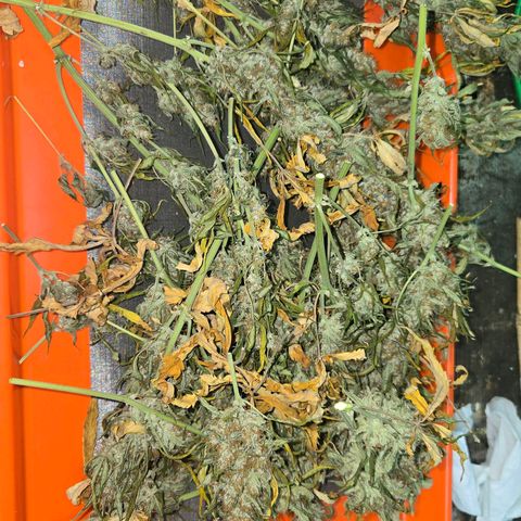 BRUCE BANNER growlog timeline photo