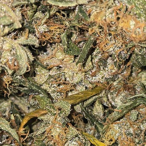 BRUCE BANNER growlog timeline photo