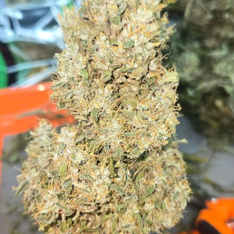 memberberries growlog timeline photo