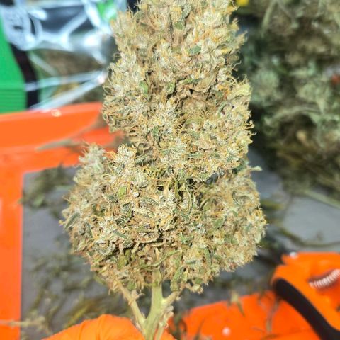 memberberries growlog timeline photo