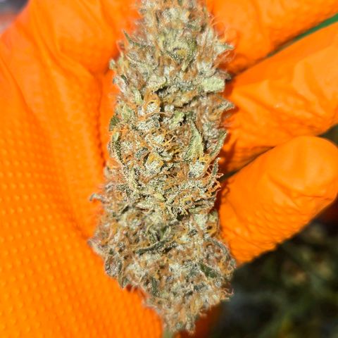 BRUCE BANNER growlog timeline photo