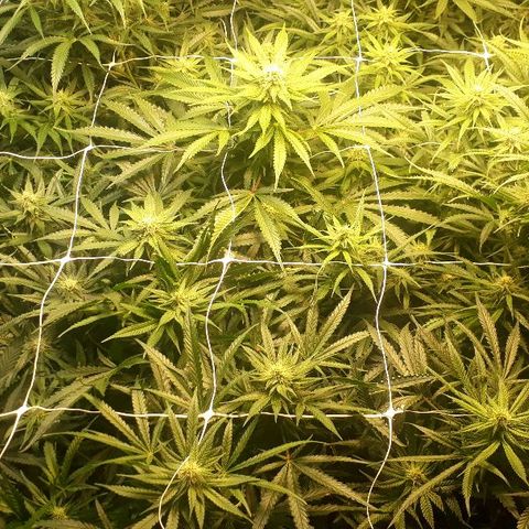 Critical cheese 1 growlog timeline photo
